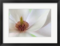 Framed Detail of Magnolia Flower
