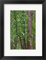 Framed Flowering dogwood tree Yosemite NP, CA