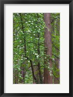 Framed Flowering dogwood tree Yosemite NP, CA