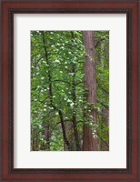 Framed Flowering dogwood tree Yosemite NP, CA