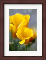 Framed Poppies, Antelope Valley, California