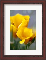 Framed Poppies, Antelope Valley, California
