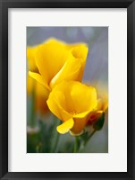 Framed Poppies, Antelope Valley, California