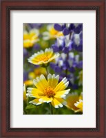 Framed Tiddy Tips and Lupine, Shell Creek, California