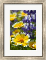 Framed Tiddy Tips and Lupine, Shell Creek, California