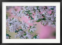 Framed Weeping Cherry Tree Blossoms, Louisville, Kentucky