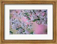 Framed Weeping Cherry Tree Blossoms, Louisville, Kentucky