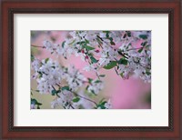 Framed Weeping Cherry Tree Blossoms, Louisville, Kentucky