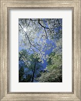Framed White Flowering Dogwood Trees in Bloom, Kentucky