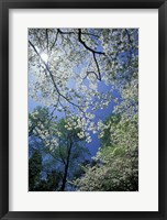 Framed White Flowering Dogwood Trees in Bloom, Kentucky