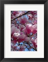 Framed Pink Magnolia Blossoms and Cross on Church Steeple, Reading, Massachusetts