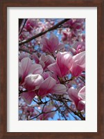 Framed Pink Magnolia Blossoms and Cross on Church Steeple, Reading, Massachusetts