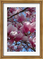 Framed Pink Magnolia Blossoms and Cross on Church Steeple, Reading, Massachusetts