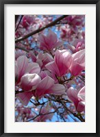 Framed Pink Magnolia Blossoms and Cross on Church Steeple, Reading, Massachusetts