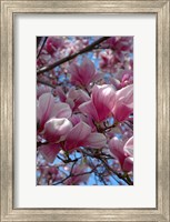 Framed Pink Magnolia Blossoms and Cross on Church Steeple, Reading, Massachusetts