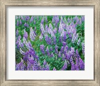 Framed Lupine Meadow and Oregon white oaks, Columbia River Gorge National Scenic Area, Oregon