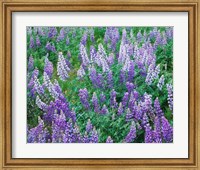 Framed Lupine Meadow and Oregon white oaks, Columbia River Gorge National Scenic Area, Oregon