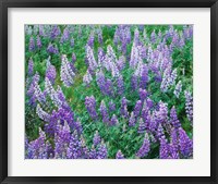 Framed Lupine Meadow and Oregon white oaks, Columbia River Gorge National Scenic Area, Oregon