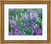 Framed Lupine Meadow and Oregon white oaks, Columbia River Gorge National Scenic Area, Oregon