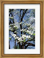 Framed USA, Tennessee, Nashville Flowering dogwood tree at The Hermitage