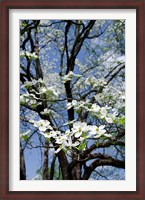 Framed USA, Tennessee, Nashville Flowering dogwood tree at The Hermitage