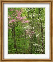 Framed Eastern Redbud and Flowering Dogwood, Arlington County, Virginia