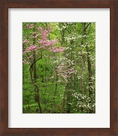 Framed Eastern Redbud and Flowering Dogwood, Arlington County, Virginia