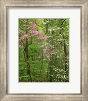 Framed Eastern Redbud and Flowering Dogwood, Arlington County, Virginia