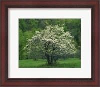 Framed Flowering Dogwood, Blue Ridge Parkway, Virginia