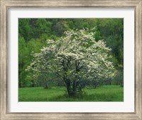 Framed Flowering Dogwood, Blue Ridge Parkway, Virginia