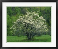 Framed Flowering Dogwood, Blue Ridge Parkway, Virginia