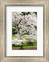 Framed Cherry Trees Blossoming in the Spring, Washington Park Arboretum, Seattle, Washington