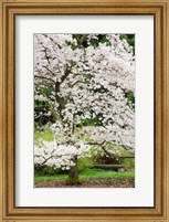 Framed Cherry Trees Blossoming in the Spring, Washington Park Arboretum, Seattle, Washington