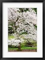 Framed Cherry Trees Blossoming in the Spring, Washington Park Arboretum, Seattle, Washington