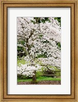 Framed Cherry Trees Blossoming in the Spring, Washington Park Arboretum, Seattle, Washington