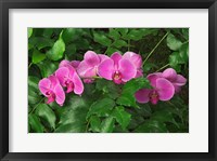 Framed Hybrid Orchid, Lincoln Park Conservatory, Chicago, Illinois