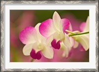 Framed Orchids, Selby Gardens, Sarasota, Florida