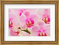 Framed Hybrid Orchids, Selby Gardens, Sarasota, Florida