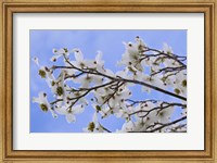 Framed Blooming Dogwood Tree, Owens Valley California