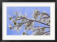 Framed Blooming Dogwood Tree, Owens Valley California