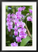 Framed Orchid