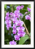 Framed Orchid