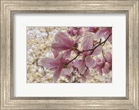 Framed Yulan Magnolia Blossoms, Louisville, Kentucky