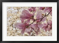 Framed Yulan Magnolia Blossoms, Louisville, Kentucky