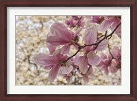 Framed Yulan Magnolia Blossoms, Louisville, Kentucky