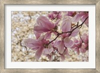 Framed Yulan Magnolia Blossoms, Louisville, Kentucky