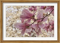 Framed Yulan Magnolia Blossoms, Louisville, Kentucky