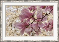 Framed Yulan Magnolia Blossoms, Louisville, Kentucky