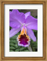 Framed Purple Orchid