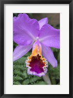 Framed Purple Orchid